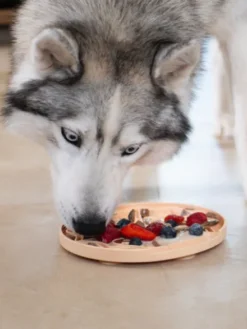 Tapis de léchage 🍕 pour chien et chat - YoomY Pizza - inooko