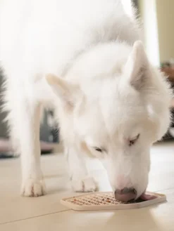 Topping Smoothie pour chien - Légumes et spiruline Vegan - Fred & Felia