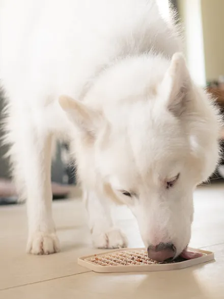 Topping Smoothie pour chien - Légumes et spiruline Vegan - Fred & Felia