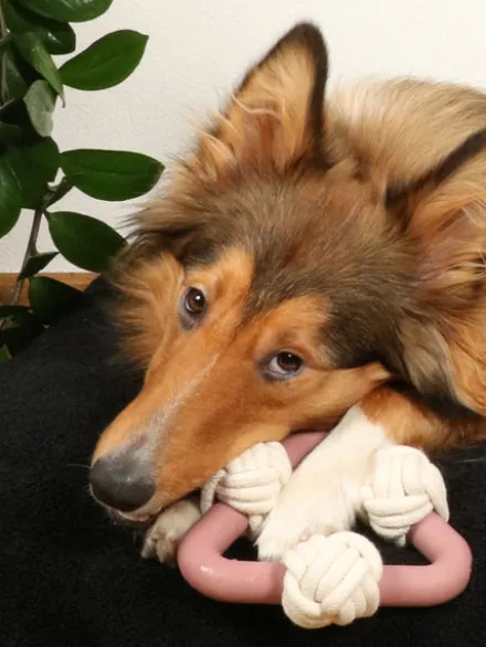 Triangle en caoutchouc et corde pour chien - Milou Rose