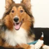 Triangle en caoutchouc et corde pour chien - Milan Bleu Lagon