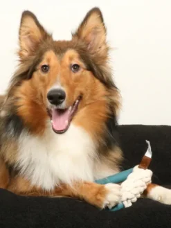 Triangle en caoutchouc et corde pour chien - Milan Bleu Lagon