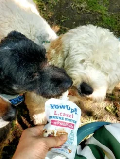 Yaourt à boire pour chien - Boost immunitaire à la Dinde🦃 - Yow Up !