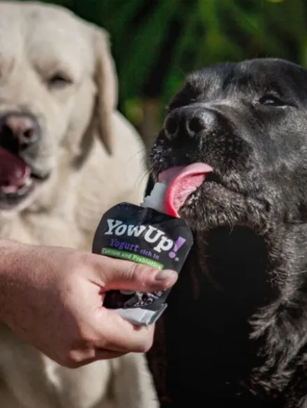 Yaourt à boire pour chien - Prébiotiques naturels - Yow Up !