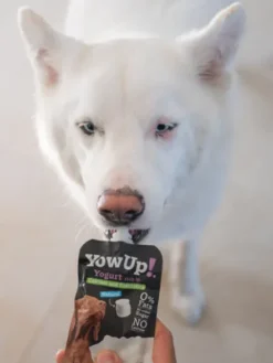 Yaourt à boire pour chien - Prébiotiques naturels - Yow Up !