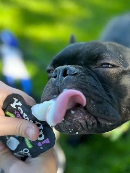 Yaourt à boire pour chien - Prébiotiques naturels - Yow Up !